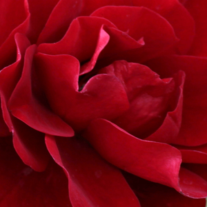 Narudžba ruža - floribunda ruže - crvena  - Rosa  Grand Palace - diskretni miris ruže - Poulsen, Niels Dines - 
Minijaturne ruže u limenkma, cvjetnim kutijama kutije i ružičaste minitjaturne ruže